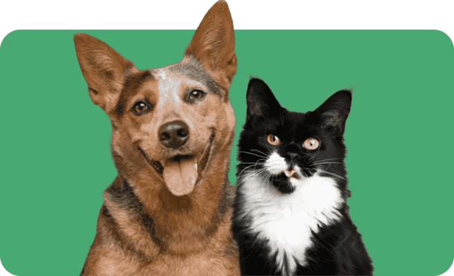 Cão e gato felizes